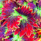 Bonsai coleus seeds foliage plants perfect color rainbow Dragon seeds Beaut