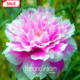 New Arrival!200seed/lot Koshiro Sun Flower Portulaca Grandiflora Seeds Flow