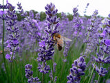 Heirloom 50 Provence Lavender Lavandula Garden Common Lavendar Blue Purple