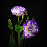 Eustoma Seeds Perennial Flowering Plants Plants Potted Flowers Seeds Lisian