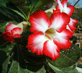 Desert Rose Seeds Balcony Potted Bonsai Plants Adenium Obesum Flower Seeds