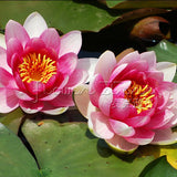 1 Package 8 Beautiful Pink Lotus Water Lily Seeds Rich Aroma High Germinat