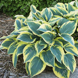 ZLKING 20pcs Hosta Plantaginea Seeds Flower Fire And Ice Shade White Lace H