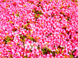 New Arrival! 100 Seeds A Bag Japanese azalea seeds,flower seeds tree seeds