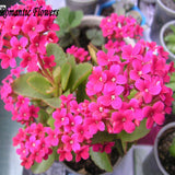 Free Shipping  Kalanchoe Flower Seeds Strange Beautiful Flowers Exotic Flow