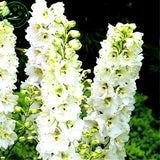 Bonsai seeds Forking Larkspur Salmon King (Delphinium consolida) Family gar