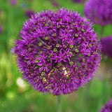 Free shipping 50pcs Giant Allium Globemaster Allium Giganteum Flower Seeds