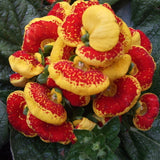 Calceolaria uniflora seeds 100pcs Aliens Flower seeds Garden DIY Bonsai Exo