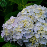 bonsai hydrangea Flower seed hydrangea seeds. Garden Beauty and fragrance o