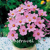 Dwarf Cosmos Flower 50 Pcs Flower Seeds  / Bag Mix Color Cosmos Bipinnatus