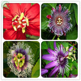 Fruit seeds Passion Flower Seeds Vine Colorful flowers Fruit Passiflora bon