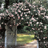 New Dawn White Pink Climbing Rose Plant Flower Seeds, Professional Pack, 50