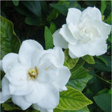 Flower seeds bonsai Cape Jasmine Seeds,Gardenia jasminoides fragrant Exoti