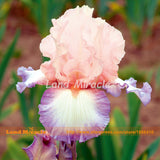 Iris Flower Heirloom 'Poesie' Variety Iris Tectorum Bonsai Plant Seeds, 20