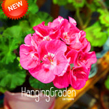 New Fresh Seeds 20 Seed/Lot Hot Pink Univalve Geranium Seeds Perennial Flow