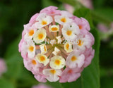 flower seed Lantana seeds potted seed variety complete the budding rate 95