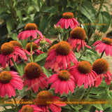 Echinacea 'Maui Sunshine' Coneflower Flower Seeds, 20 Seeds/Pack, Mini Powd