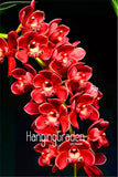 Lowest Price! 100 Seeds/Bag Cymbidium orchid seeds,bonsai flower seeds,plan