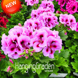 New 2017!20 Seed/Lot Rare Queling Purple Univalve Geranium Seeds Perennial