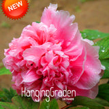 New Arrival!Multicolor Heap Heart Chiese Peony Flower Seeds Potted Flowers