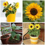 Flowers Fortune Sunflower Fortune Sunflower Seeds Flowers Seeds  Sun Fortun