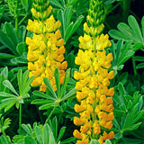 Big sale! Lupine seeds,authentic Colorful Lupine Flower Seeds,beautiful orn