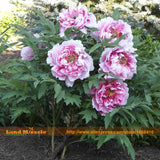 Heirloom 'Sarah Bernhardt' Peony Flower Seeds, 5 Seeds/Pack, Outdoor Shrub