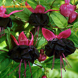 LAND MIRACLE 100% Genuine Fuchsia Seeds, 100 Seeds, Hanging Garden Ornament