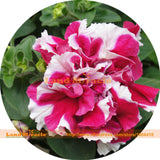 Imported Double Petunia Flower Bonsai Seeds, 100 Seeds, Beautiful garden pe