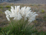 Heirloom Seeds Rare variety of colors Pampas Grass Seeds Ornamental Plant F