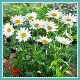 1 Package 400 Shasta Daisy Seeds Lower Seed Bonsai Plant Home Garden-in B