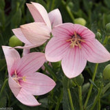 Flower seeds Pink platycodon grandiflorum six angle with bell garden decor