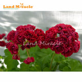 LAND MIRACLE Red Appleblossom Geranium Perennial Flower Seeds, 5 Seeds, Rar