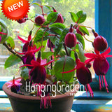 Big Promotion!Red Fuchsia Seeds Potted Flower Seeds Potted Plants Hanging F