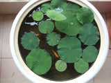 lotus seeds, bowl lotus water lily seeds rare Aquatic flower plant seed for