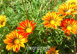 Big Sale!Gazania seeds multicolor mixed Seed beautiful gazania Flower seeds