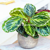 New Arrival Sale 100 Pcs / Bag Calathea Seeds Potted Bonsai Flower Seeds In