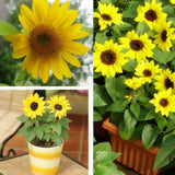 Mini Dwarf sunflower seeds sunflower series height 40cm Flower Seed   5 pcs