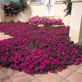 Easy planting balcony patio potted Flower seeds, purple hanging petunia see