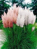 New Rare Pampas Grass Seeds Ornamental Plant Flowers Cortaderia Selloana Gr