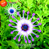 Loss Promotion!5 Color Available Osteospermum Seeds Potted Flowering Plants