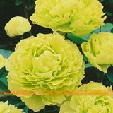 Double Light Yellow green Peony Flower Seed, 5 Seeds/Pack, New Variety Shru