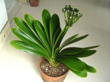 NEWClivia seeds,cheap Clivia potted seed,Bonsai balcony flower for home&gar