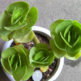 New arrival!200pcs rare Portulaca molokiniensis Seeds money wood tree Bonsa