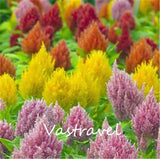 Celosia Cockscomb Plume Flower Mixed Color 100 Seeds Very Easy to Grow Exc