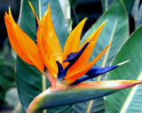 New Arrival 2 Seeds Home Garden Plant Strelitzia Reginae Reginaei Bird Of P