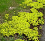 Diy Home Garden Plant 100+ Seeds Goldmoss Sedum GOLDEN ACRE SEDUM STONECROP