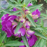 BELLFARM Purple Balsam Perennial Flower Seeds, 20 seeds, original pack, cou