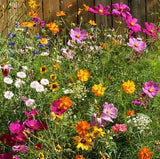 Heirloom Flower Seeds, Knee High Wildflower Mix, Cover a Large Area, Attrac