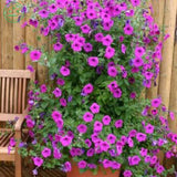 Bonsai plant Petunia flower Seeds   Perfect Flowers for hanging baskets and